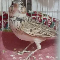 سهره نر دو عدد|پرنده|مشهد, شهید معقول|دیوار