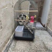 پرنده عروس هلندی