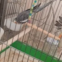 عروس هلندی نژاد سینامون نر