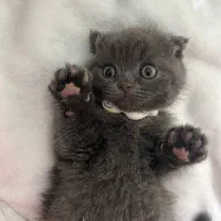 بچه گربه اصیل|گربه|مشهد, فدک|دیوار