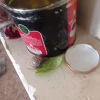 سلام سالم است