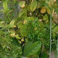 درخت میوه|گل و گیاه طبیعی|ایلام, |دیوار