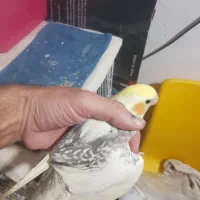 طوطی عروس تازه دونخور|پرنده|بابلسر, |دیوار