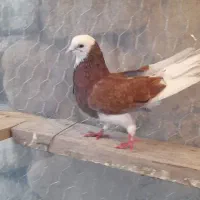 کبوتر نر شازده اوچان تضمینی