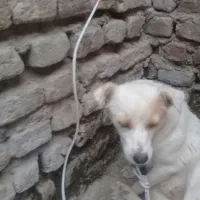سگ پاکوتاه