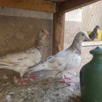جفت پلاکی سرور با دو ماده پلاکی آینه ای تسمه زرد