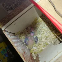 طوطی برزیلی و عروس هلندی|پرنده|میانه, |دیوار