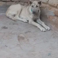 سگ جنس دار|سگ|تایباد, |دیوار