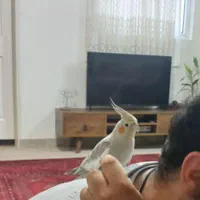 پرنده عروس هلندی رام دستی|پرنده|تهران, سجاد|دیوار