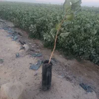 فروش نهال پسته|خدمات باغبانی و درختکاری|قم, هنرستان|دیوار