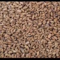 گندم آبی نو و درجه یک