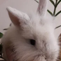 خرگوش لوپ|موش و خرگوش|آشخانه, |دیوار