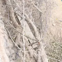 فروش کنده درخت|عمدهفروشی|گزیک, |دیوار