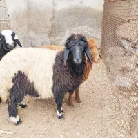 دوعدد بره نر و ماده درجه یک|حیوانات مزرعه|اهواز, منازل کارون|دیوار