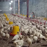 فروش نیمچه بوقلمون بیوتی سیکس فوق سنگین