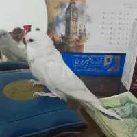 انگلیسی مرغ عشق سفید|پرنده|تهران, ائمه اطهار|دیوار