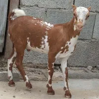 کهر نقشی در تازیان