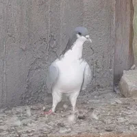 کبوتررنگی|پرنده|تاکستان, |دیوار