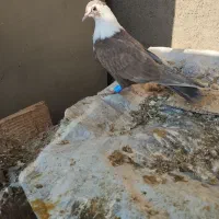 کفتر مخمل یا کله سفید