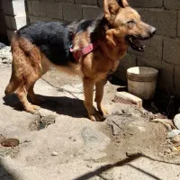 سگ ژرمن  ماده