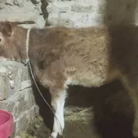 گاو گوساله|حیوانات مزرعه|دهگلان, |دیوار