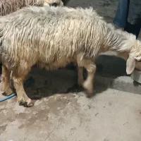 میش چاق کشتاری