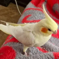 عروس هلندی