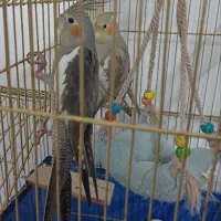 عروس هلندی نر و ماده