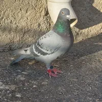 کبوتر مسافتی