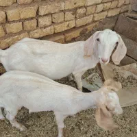 بزسانن‌جوان