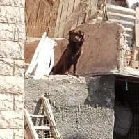 سگ پامر