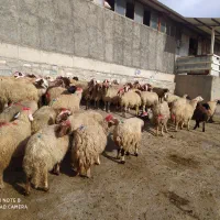 عمده فروشی تک فروشی گوسفندزنده میش وشیشک بز وتی بز|حیوانات مزرعه|خرمآباد, |دیوار