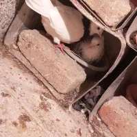 طوقی جفتگاه