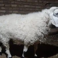 گوسفند|حیوانات مزرعه|زهک, |دیوار