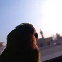 طوطی برزیلی نر دستی رام