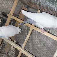 خال دم سبز افغانی  آس