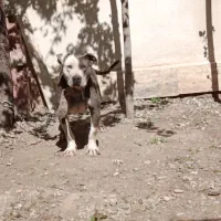 پیتبول ماده