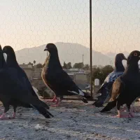 پلاکی زرنگ هوایی|پرنده|شیراز, پانصد دستگاه ارتش|دیوار