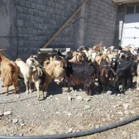 بز داشتی|حیوانات مزرعه|کامیاران, |دیوار