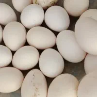 تخم مرغ نطفه دار گلین