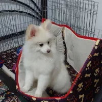 فروش پامر روباهی