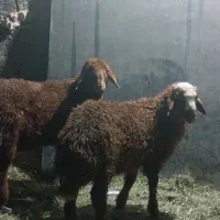 ۲راس بره نر