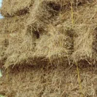 کاه شالی کشت دوم درجه یک تحویل به دامداران|عمده‌فروشی|گتاب, |دیوار