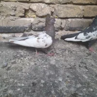 کبوترخوب|پرنده|مشهد, بلال|دیوار