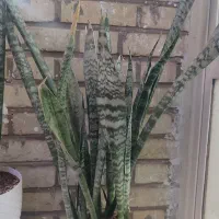 گل سانسوریا شمشیری و لب طلایی|گل و گیاه طبیعی|سمنان, |دیوار