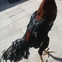 خروس لاری انگلیسی