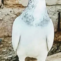 جفت نر