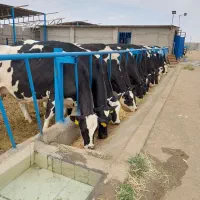 سرایدارگاوداری