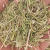 خار دانه دار|لوازم جانبی حیوانات|تربت جام, معدآباد|دیوار