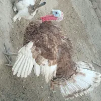 بوقلمون محلی